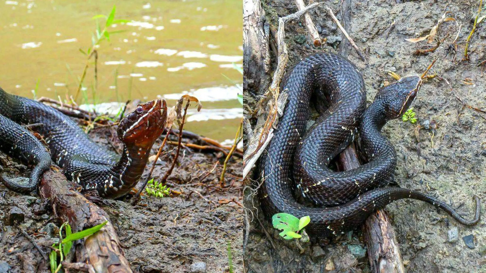 Serpiente venenosa en Álamos